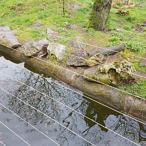 Enclosure Small-clawed otter