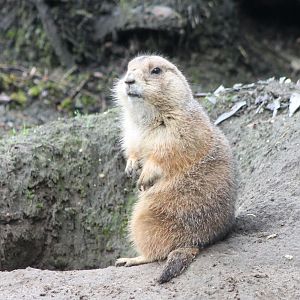 Black-tailed prairie dog