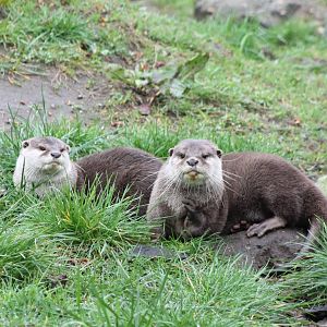 Asian small-clawed otters