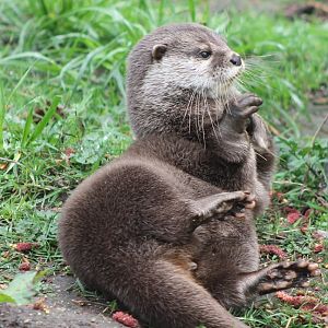 Asian small-clawed otter