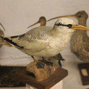 Bird Museum - Tropicbird
