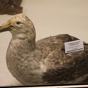 Bird Museum - Giant fulmar