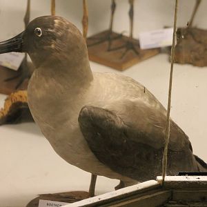 Bird Museum - Light-mantled albatross