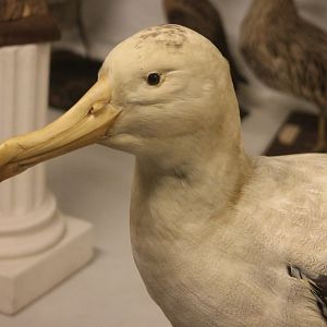 Bird Museum - Albatross