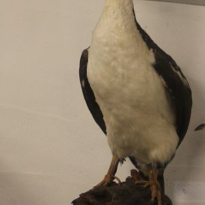 Bird Museum - ....  cormorant