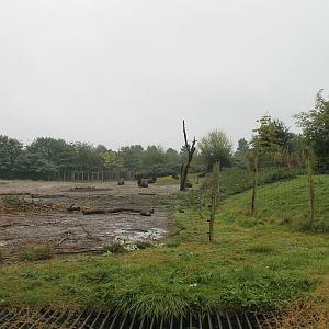 American bison-enclosure