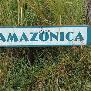 Sign Amazonica