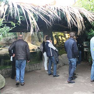 Snake - Turtle Enclosures