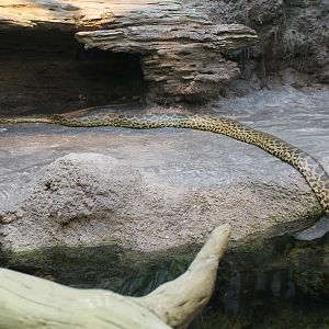 Yellow anaconda