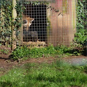 Maned Wolves, March 2017
