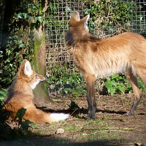 Maned Wolves, March 2017