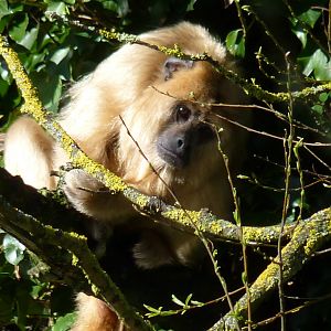 Black Howler Monkey, March 2017