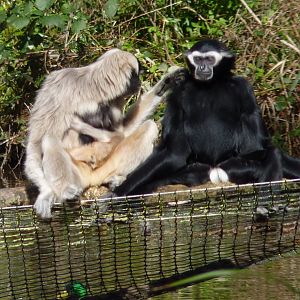 Pileated Gibbon family, March 2017