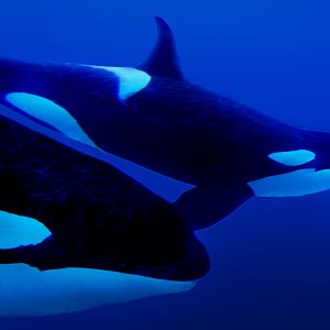 Jun. 2015 - Nakai And Orkid (Not a Painting)