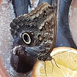 Feeding Owl butterfly