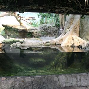 Yellow anaconda enclosure