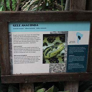 Sign Yellow anaconda