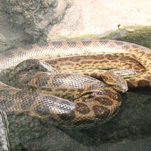 Yellow anaconda