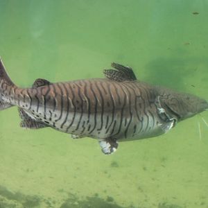 Shovelnose Catfish - Pseudoplatystoma species