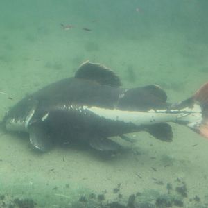 Giant red-tailed catfish
