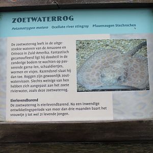 Sign Ocellate river stingray