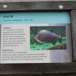 Sign Pacu