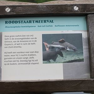 Sign Red-tailed catfish