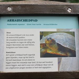 Sign Giant river turtle