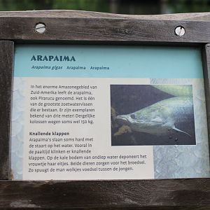 Sign Arapaima