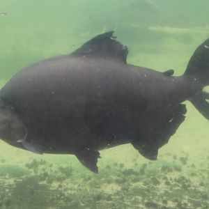 Pacu