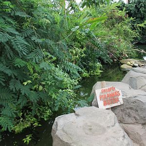 Warning-sign Piranhas