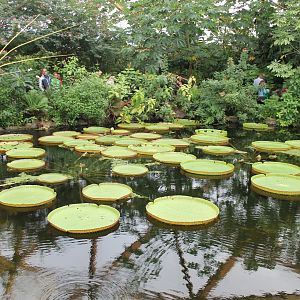Victoria regia's