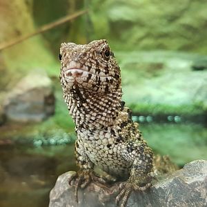 Chinese crocodile-tailed lizard