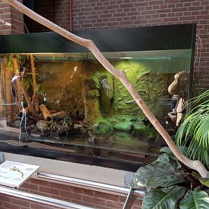 Enclosure Chinese crocodile-tailed lizard