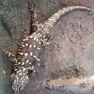 Warren's girdledlLizard