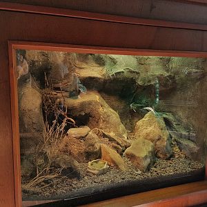 Enclosure Warren's girdled lizard
