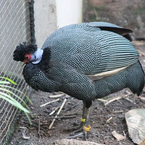 Kenya crested guineafowl