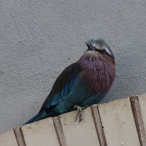 Lilac-breasted roller