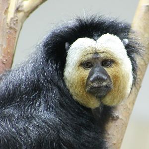 White-faced saki