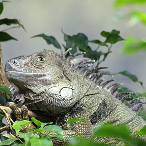 Green iguana