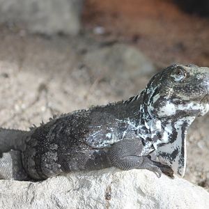 Guatamala spiny-tailed iguana