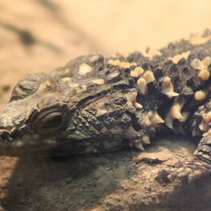 Warren's girdled lizard