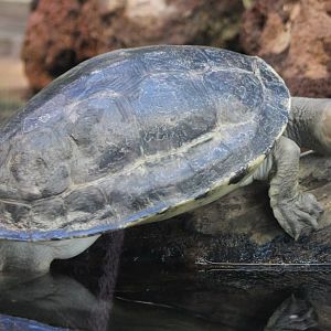 Malaysian pained terrapin