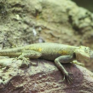 Common agama