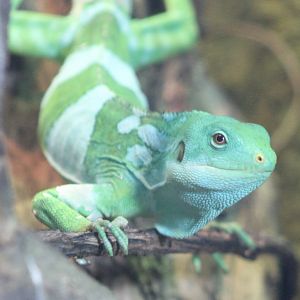 Fiji banded iguana