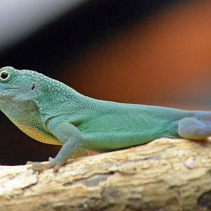 BLUE ANOLE - CHESTER ZOO 04 03 2017