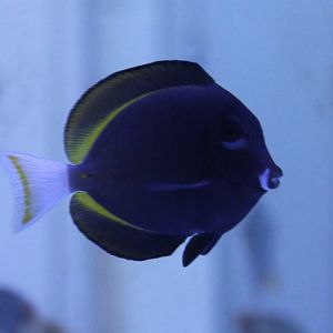 Acanthurus nigricans