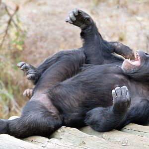 Galatea playing with Zuri