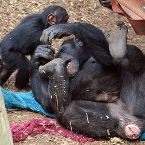 Galatea playing with Enzi