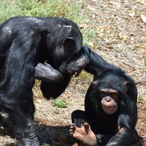 Sandali playing with Zuri
